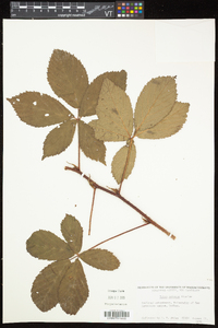 Rubus setosus image