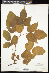 Rubus setosus image