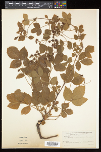 Rubus recurvicaulis image