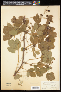 Rubus recurvicaulis image