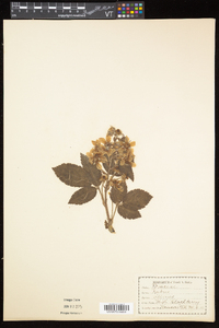 Rubus flagellaris image