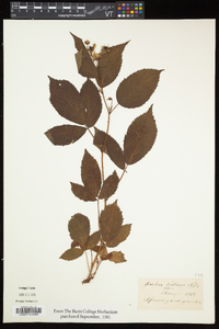 Rubus flagellaris image