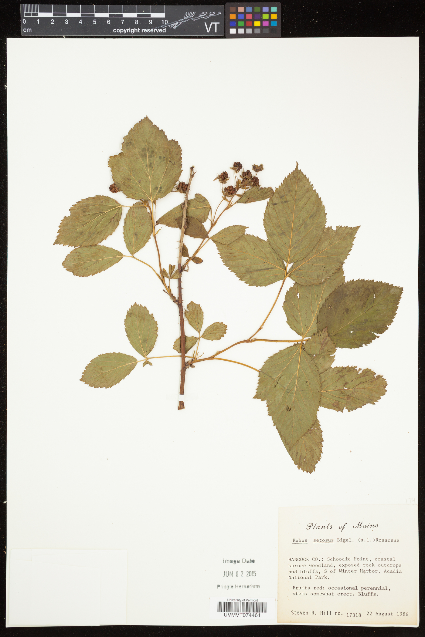 Rubus setosus image