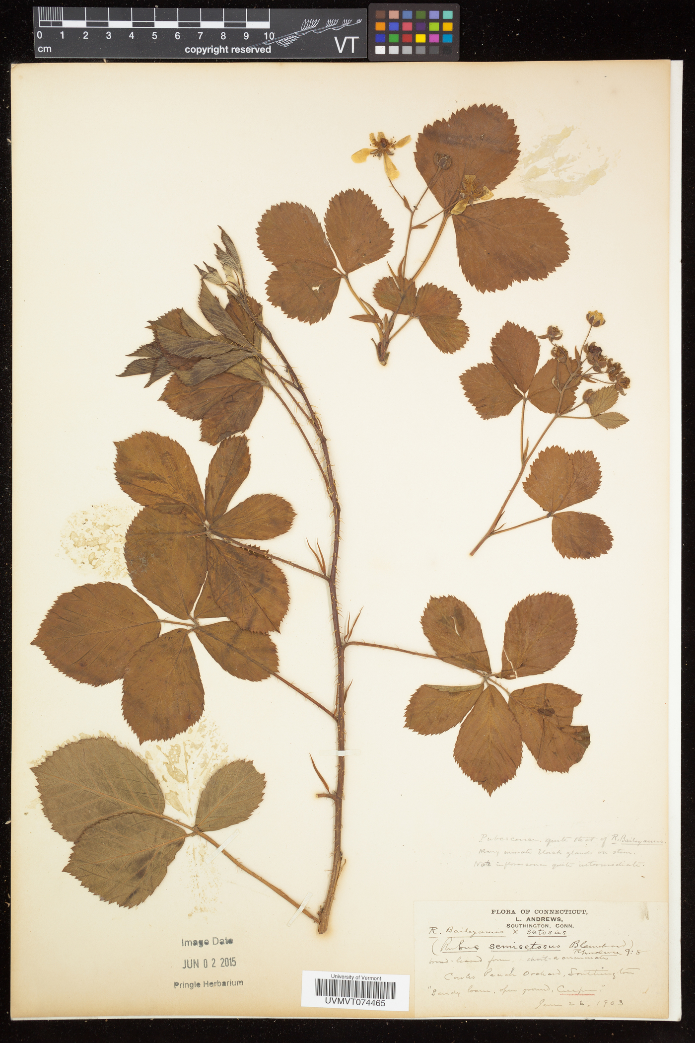 Rubus semisetosus image