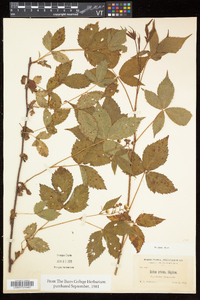 Rubus setosus image