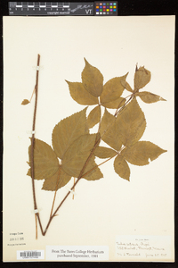 Rubus setosus image