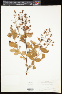 Rubus semisetosus image