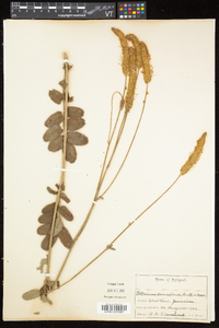 Sanguisorba canadensis image