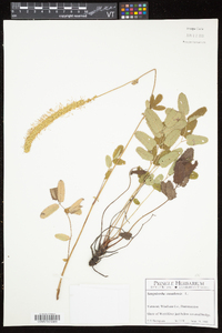 Sanguisorba canadensis image