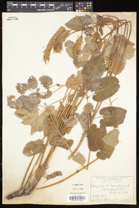 Sanguisorba canadensis image