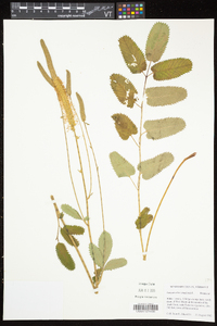 Sanguisorba canadensis image