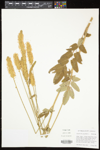 Sanguisorba canadensis image