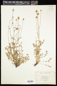 Poterium sanguisorba image