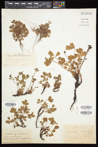 Sibbaldia procumbens image