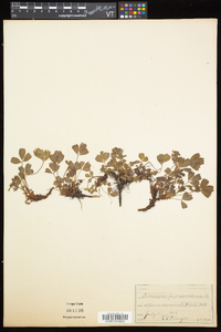 Sibbaldia procumbens image