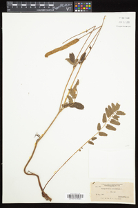 Sanguisorba canadensis image