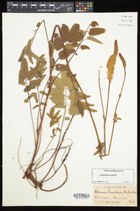 Sanguisorba canadensis image