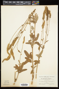 Sanguisorba canadensis image