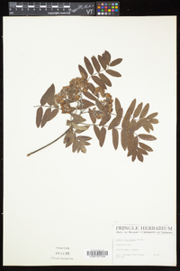 Sorbus americana image