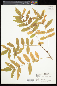 Sorbus americana image