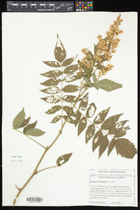 Sorbaria sorbifolia image