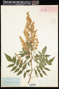 Sorbaria sorbifolia image