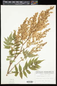 Sorbaria sorbifolia image