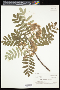 Sorbus aucuparia image