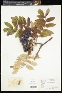 Sorbus aucuparia image