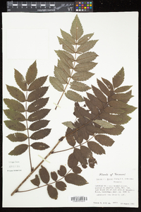 Sorbus decora image