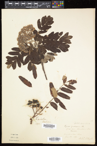 Sorbus americana image