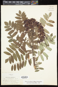 Sorbus aucuparia image