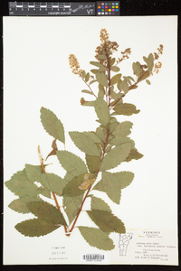 Spiraea alba image