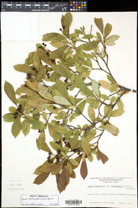 Aronia floribunda image