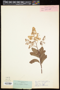 Spiraea alba var. latifolia image