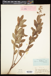 Spiraea alba image