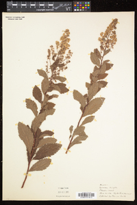 Spiraea alba var. latifolia image