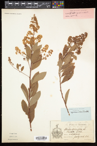 Spiraea alba image