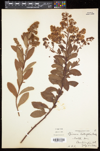 Spiraea alba var. latifolia image