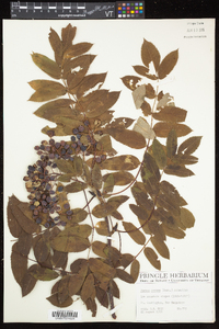 Sorbus decora image