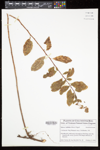 Spiraea alba image