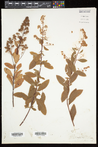 Spiraea alba image