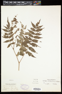 Sorbaria sorbifolia image