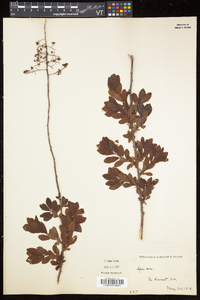 Spiraea alba var. latifolia image
