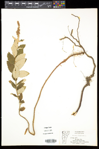 Spiraea tomentosa image