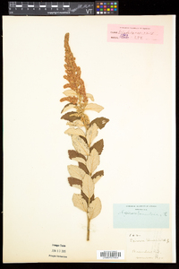 Spiraea tomentosa image
