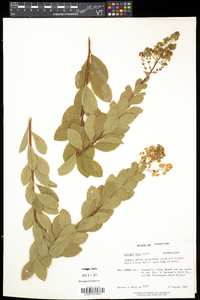 Spiraea alba image