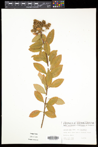 Spiraea alba image