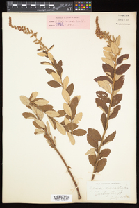 Spiraea tomentosa image