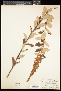 Spiraea tomentosa image